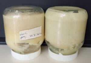 Moroccan Semen beldi